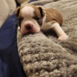 Boston Terrier Puppies from Bostic's bostons