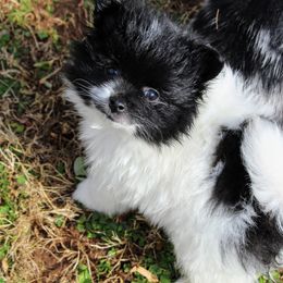 Pomeranian and Pomsky Puppies from Alpha Poms & Pomskies