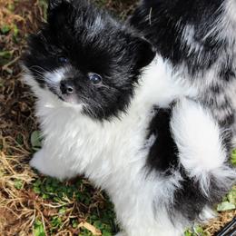 Pomeranian and Pomsky Puppies from Alpha Poms & Pomskies