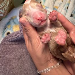 Grey boy - Cream male Goldendoodle puppy in Bakersfield, California from CorduroyDoodles