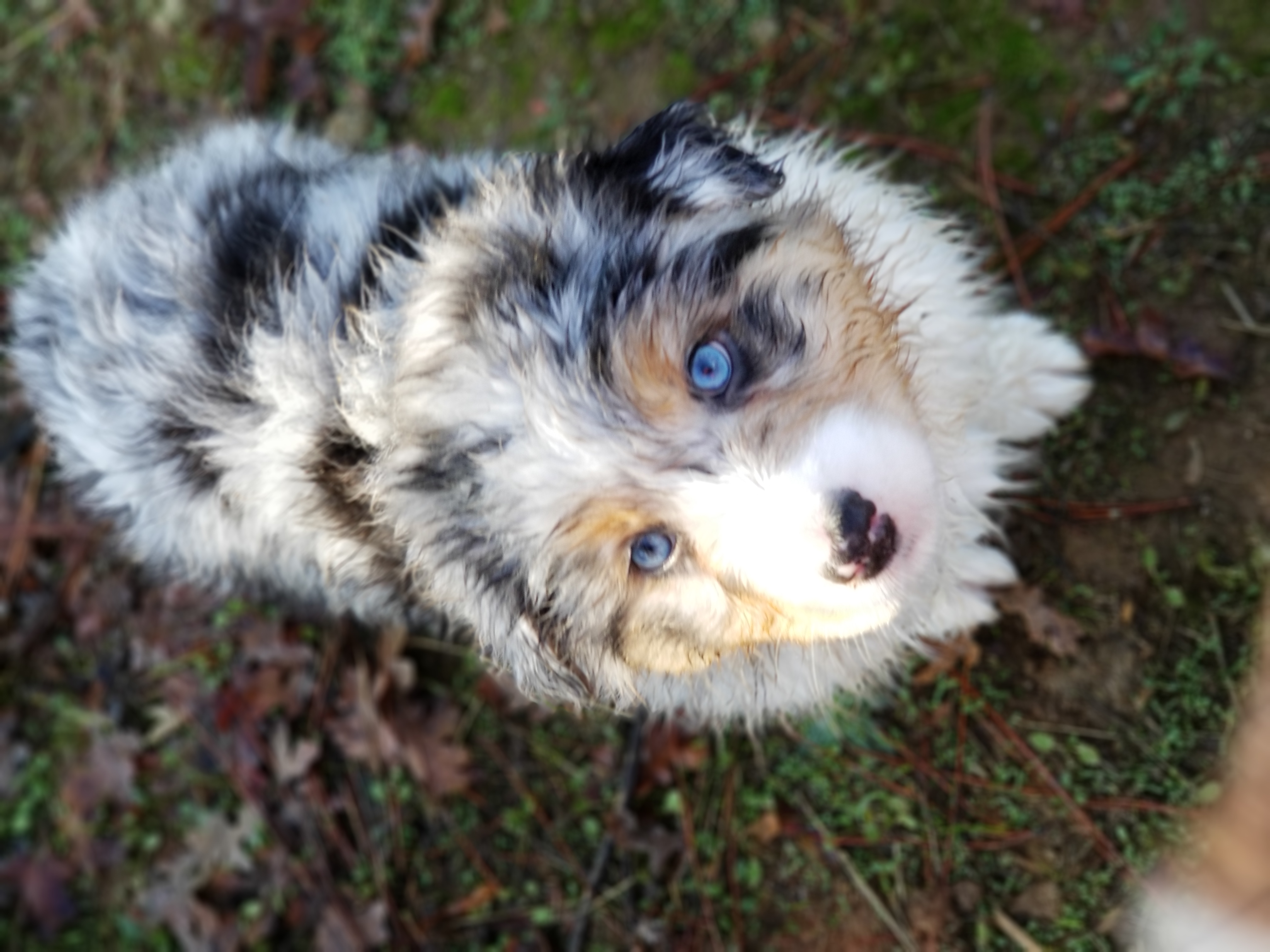 Australian Shepherd Puppies from Foothillaussies