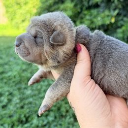 Pepper Jack - Blue sable female Chinese Shar-Pei puppy in Lehigh Acres, Florida from Florida Wrinkles