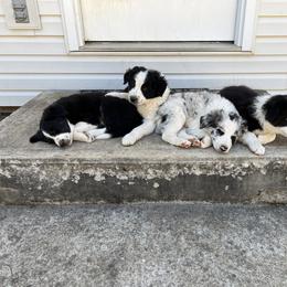 Border Collie Puppies from Roaring River Border Collies