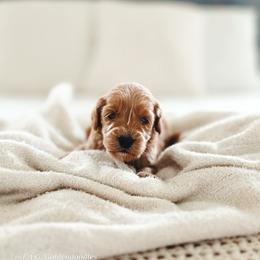 Mr. Conductor - Red  male Goldendoodle puppy in Punta Gorda, Florida from Transformation Acres Goldendoodle
