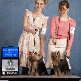 Maltese and Yorkshire Terriers from Kallos kennels
