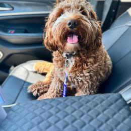 Bailey - Australian Labradoodle