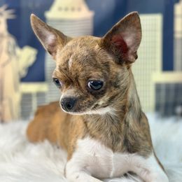 Chyna - Chihuahua