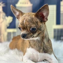 Chyna - Chihuahua