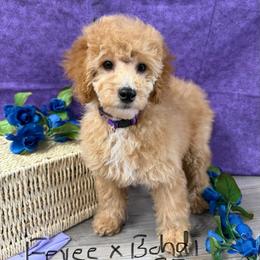 Eevee B2 purple - Apricot male Poodle puppy in Haines City, Florida from Camic Cockapoos