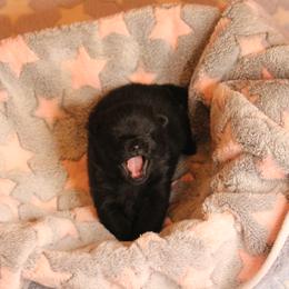 Schipperke Puppies from Walking Hart Schipperkes