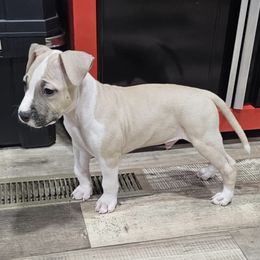 Enzo - Fawn male American Staffordshire Terrier puppy in Lizella, Georgia from Àine Amstaffs