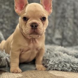 Sam - Fawn male Bulldog puppy in Clever, Missouri from Crystals Bulldog Bungalow