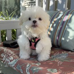 Shih Tzu Puppies from Prescious Shih Tzu’s