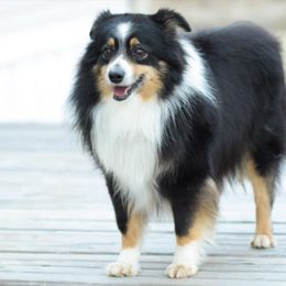 Cowboy - Miniature Australian Shepherd