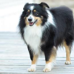 Cowboy - Miniature Australian Shepherd