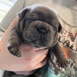 French Bulldog Puppies from Divine Crown French Bulldogs