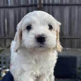 Cockapoo and Pomeranian Puppies from Luna Kennel
