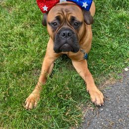 Bullmastiffs from Wachter’s Bullmastiffs