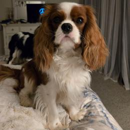 Jax - Cavalier King Charles Spaniel