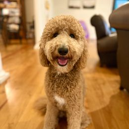 Stella - Goldendoodle