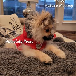Pomeranian Puppies from Hemolele Poms