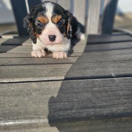 Scout - Black and tan male Cavalier King Charles Spaniel puppy in Decatur, Illinois from Petite Pups