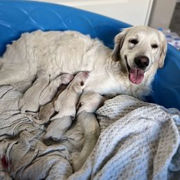 Golden Retriever Puppies from Sunshine Mountain Retrievers