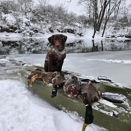 Labrador Retriever All Grown Up from Shoreline Retrievers