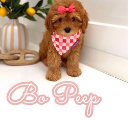 Bo Peep - Red female Cavapoo puppy in Buford, Georgia from Petite Posh Puppies
