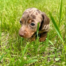 Girl - Dapple female Dachshund puppy in Spicer, Minnesota from Arrow Valley