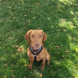 Vizsla Puppies from Virag Vizsla