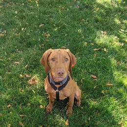 Vizsla Puppies from Virag Vizsla
