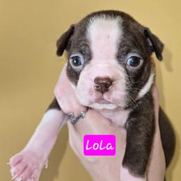 LoLa - Red female Boston Terrier puppy in Omaha, Illinois from Puppi Guppies