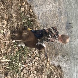 Australian Shepherd Puppies from Soggy Bottom Farms