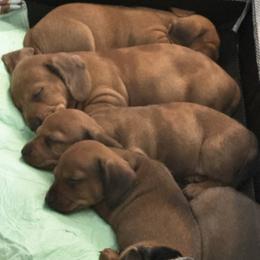 Dachshund Puppies from San’s Dachshunds