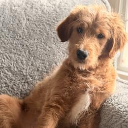Ski - Apricot male Goldendoodle puppy in Ball Ground, Georgia from Skye Blue Goldendoodles