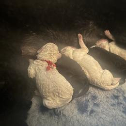 Poodle Puppies from Foxy Poodles