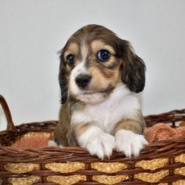 Shaded cream pie - Piebald male Dachshund puppy in Seminary, Mississippi from Down South Mavericks Dachshunds