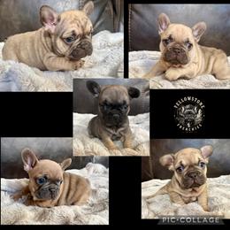 French Bulldog Puppies from Yellowstone Frenchies
