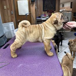Chinese Shar-Pei Puppies from Blackwitch Farms