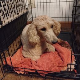 Poodle Puppies from Grace Colt Farms