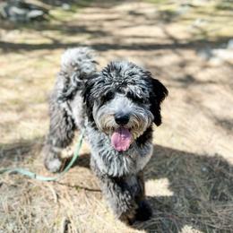 Aussiedoodle and Australian Shepherd All Grown Up from Mr and Mrs Doodle Farm