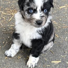 Star - Blue merle female Australian Shepherd puppy in Stockport, Ohio from Coleman's Natural Bridge Aussies