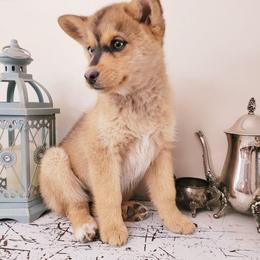 Turnip - Red and white female Pomsky puppy in Sand Coulee, Montana from Big Sky Pomskies