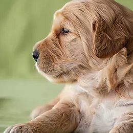 Bernedoodles and Goldendoodles from Grace Filled Golden’s