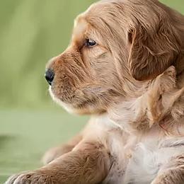 Bernedoodles and Goldendoodles from Grace Filled Golden’s