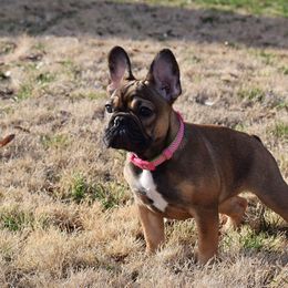 French Bulldog Puppies from Von Bales French Bulldogs