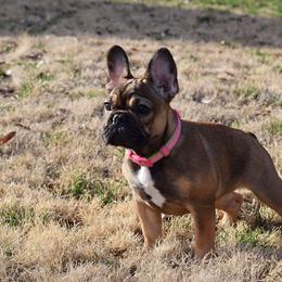French Bulldog Puppies from Von Bales French Bulldogs