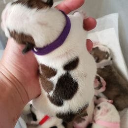 English Bulldog Puppies from Ruza's Bulldogs