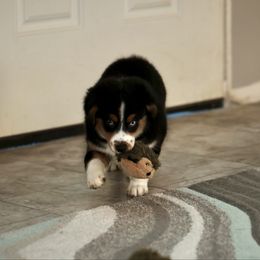 Pearl - Black tri female Toy Australian Shepherd puppy in Georgetown, Texas from Minikin Manor